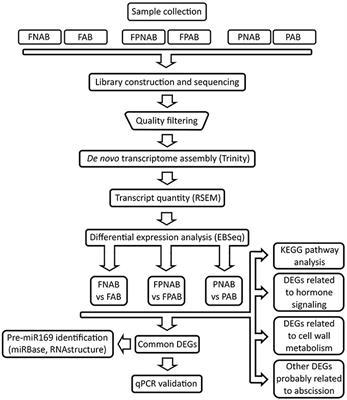 De novo Transcriptome Profiling of Flowers, Flower Pedicels and Pods of Lupinus luteus (Yellow Lupine) Reveals Complex Expression Changes during Organ Abscission